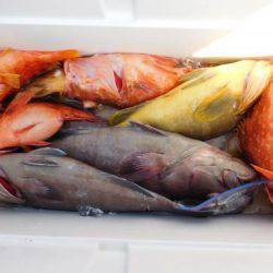 第二一之紀丸（ダイニイチノキマル） 釣果