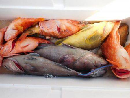 第二一之紀丸（ダイニイチノキマル） 釣果