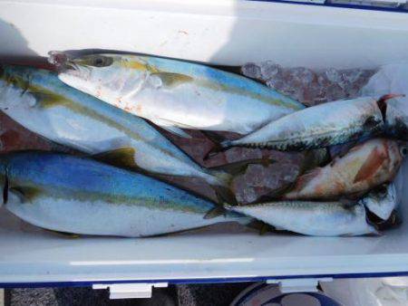 第二一之紀丸（ダイニイチノキマル） 釣果