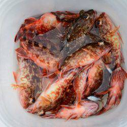 Marine T Design マリンティーデザイン 釣果