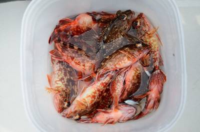 Marine T Design　マリンティ…