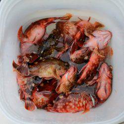 Marine T Design マリンティーデザイン 釣果