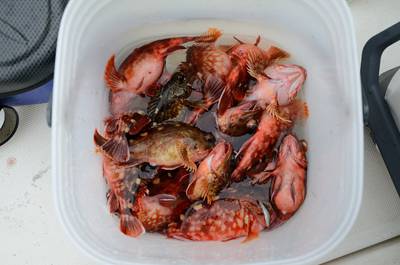 Marine T Design マリンティーデザイン 釣果