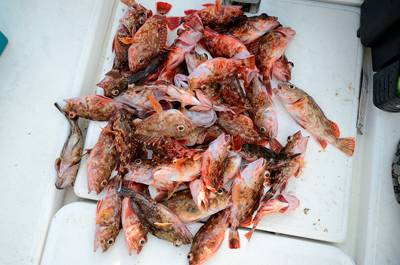 Marine T Design　マリンティ…