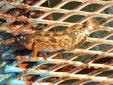 オリジナルメーカー海づり公園(市原市海づり施設) 釣果