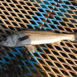 オリジナルメーカー海づり公園(市原市海づり施設) 釣果