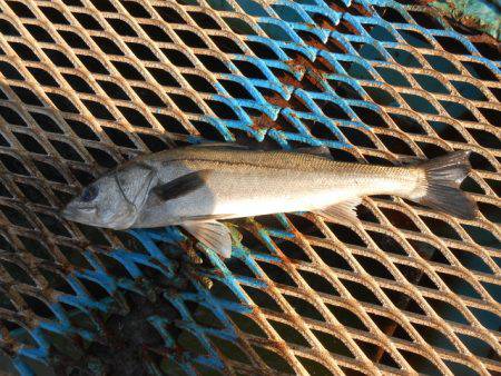 オリジナルメーカー海づり公園(市原市海づり…