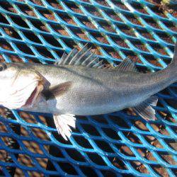オリジナルメーカー海づり公園(市原市海づり施設) 釣果