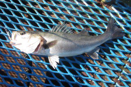 オリジナルメーカー海づり公園(市原市海づり…