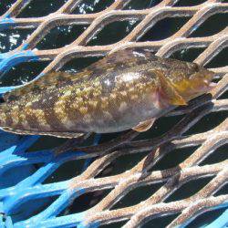 オリジナルメーカー海づり公園(市原市海づり施設) 釣果