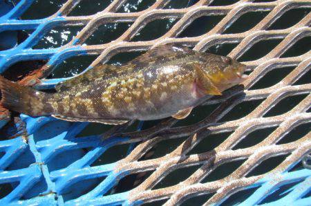 オリジナルメーカー海づり公園(市原市海づり施設) 釣果