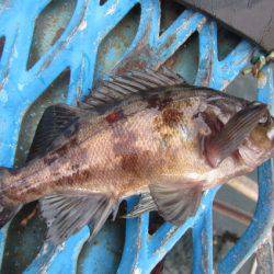 オリジナルメーカー海づり公園(市原市海づり施設) 釣果