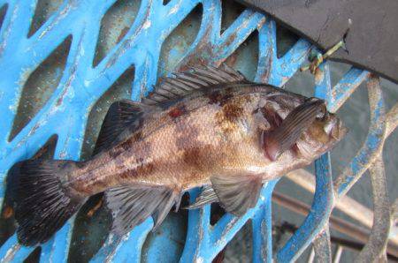 オリジナルメーカー海づり公園(市原市海づり施設) 釣果