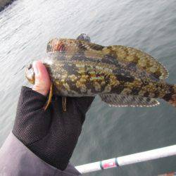 オリジナルメーカー海づり公園(市原市海づり施設) 釣果