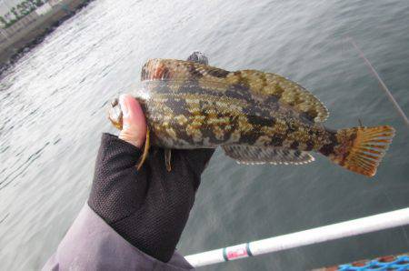 オリジナルメーカー海づり公園(市原市海づり施設) 釣果