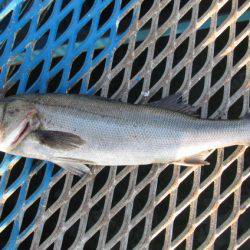 オリジナルメーカー海づり公園(市原市海づり施設) 釣果
