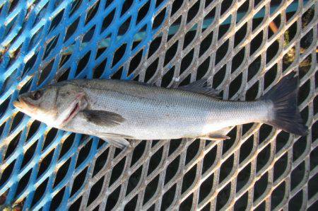 オリジナルメーカー海づり公園(市原市海づり…