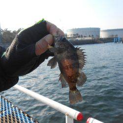 オリジナルメーカー海づり公園(市原市海づり施設) 釣果