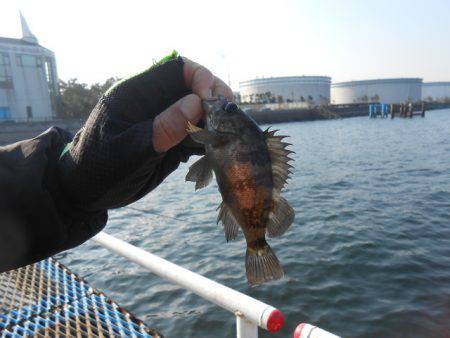 オリジナルメーカー海づり公園(市原市海づり施設) 釣果