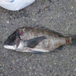 大阪南港海つり公園 釣果