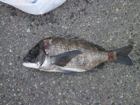 大阪南港海つり公園 釣果