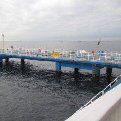 オリジナルメーカー海づり公園(市原市海づり施設) 釣果