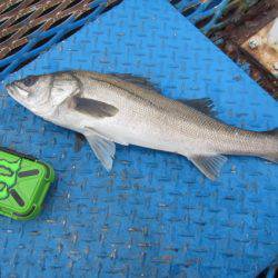 オリジナルメーカー海づり公園(市原市海づり施設) 釣果