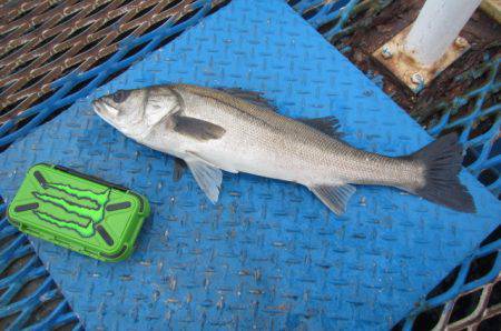 オリジナルメーカー海づり公園(市原市海づり施設) 釣果