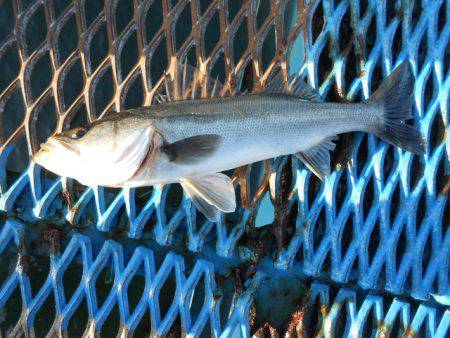 オリジナルメーカー海づり公園(市原市海づり…