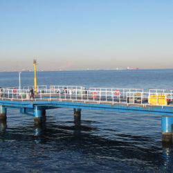 オリジナルメーカー海づり公園(市原市海づり施設) 釣果