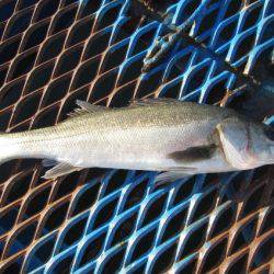 オリジナルメーカー海づり公園(市原市海づり施設) 釣果