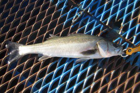 オリジナルメーカー海づり公園(市原市海づり…