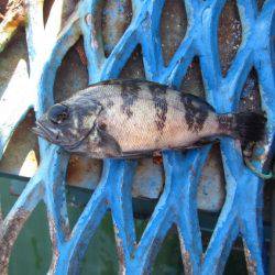 オリジナルメーカー海づり公園(市原市海づり施設) 釣果