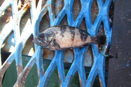 オリジナルメーカー海づり公園(市原市海づり施設) 釣果