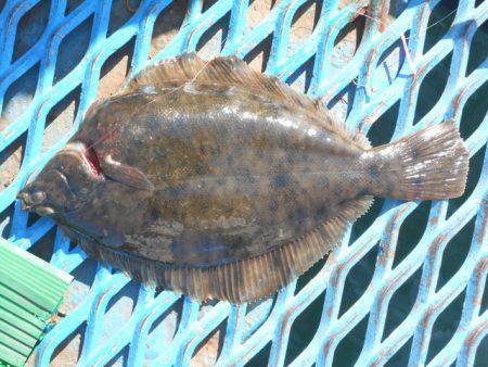 オリジナルメーカー海づり公園(市原市海づり施設) 釣果