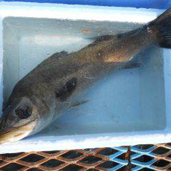 オリジナルメーカー海づり公園(市原市海づり施設) 釣果