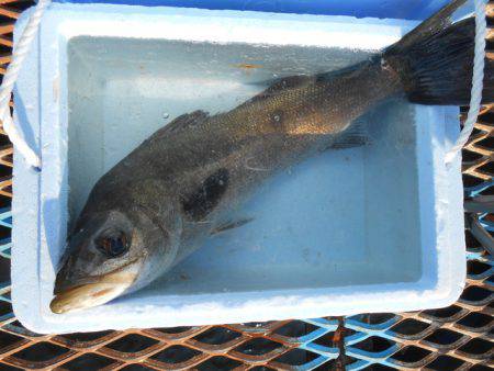 オリジナルメーカー海づり公園(市原市海づり…