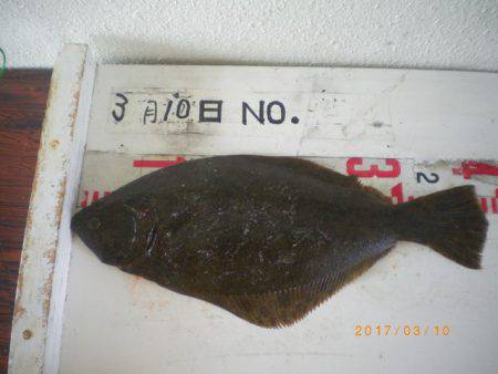 姫路市立遊魚センター 釣果