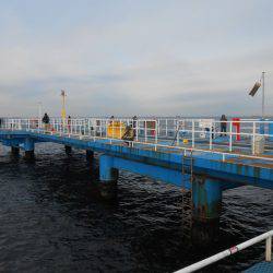 オリジナルメーカー海づり公園(市原市海づり施設) 釣果