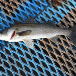 オリジナルメーカー海づり公園(市原市海づり施設) 釣果