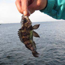 オリジナルメーカー海づり公園(市原市海づり施設) 釣果