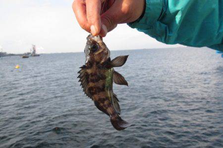 オリジナルメーカー海づり公園(市原市海づり施設) 釣果