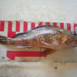 姫路市立遊魚センター 釣果