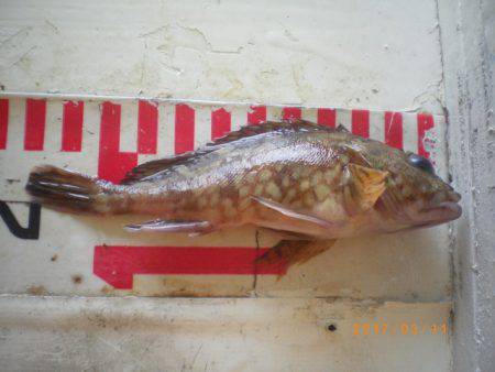 姫路市立遊魚センター 釣果