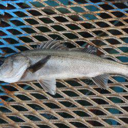 オリジナルメーカー海づり公園(市原市海づり施設) 釣果