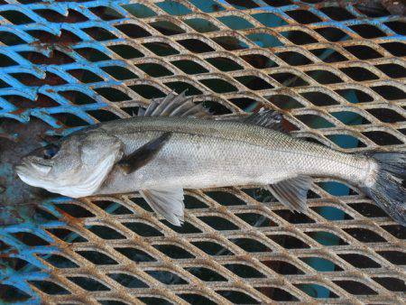 オリジナルメーカー海づり公園(市原市海づり…