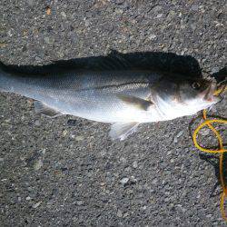 大阪南港海つり公園 釣果