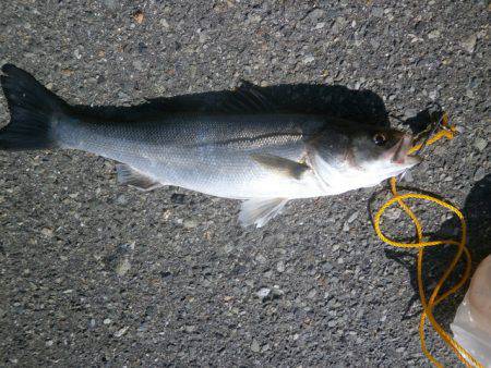 大阪南港海つり公園 釣果