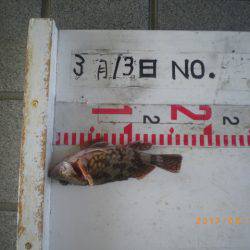 姫路市立遊魚センター 釣果