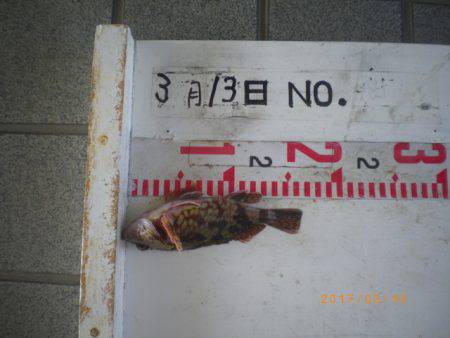 姫路市立遊魚センター 釣果